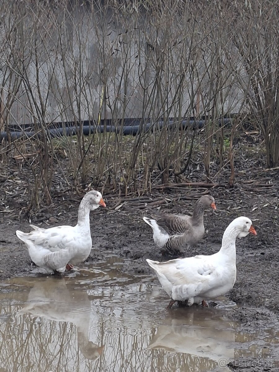 Predám tulúzske husi a gunare - 4