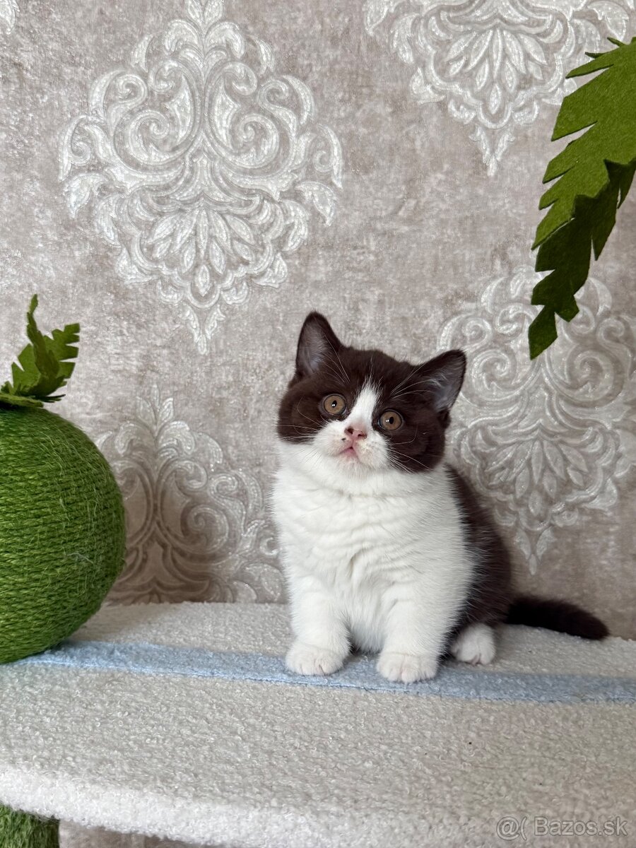 Britské mačiatka s PP - 4