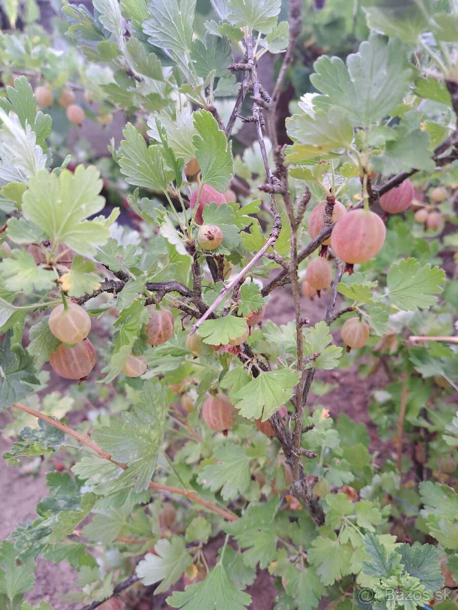 Ríbezle, egreš - 4