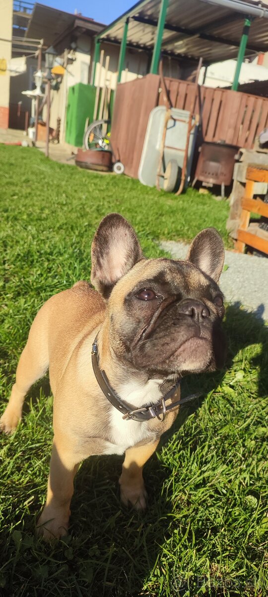 Francúzsky buldoček s PP - 4