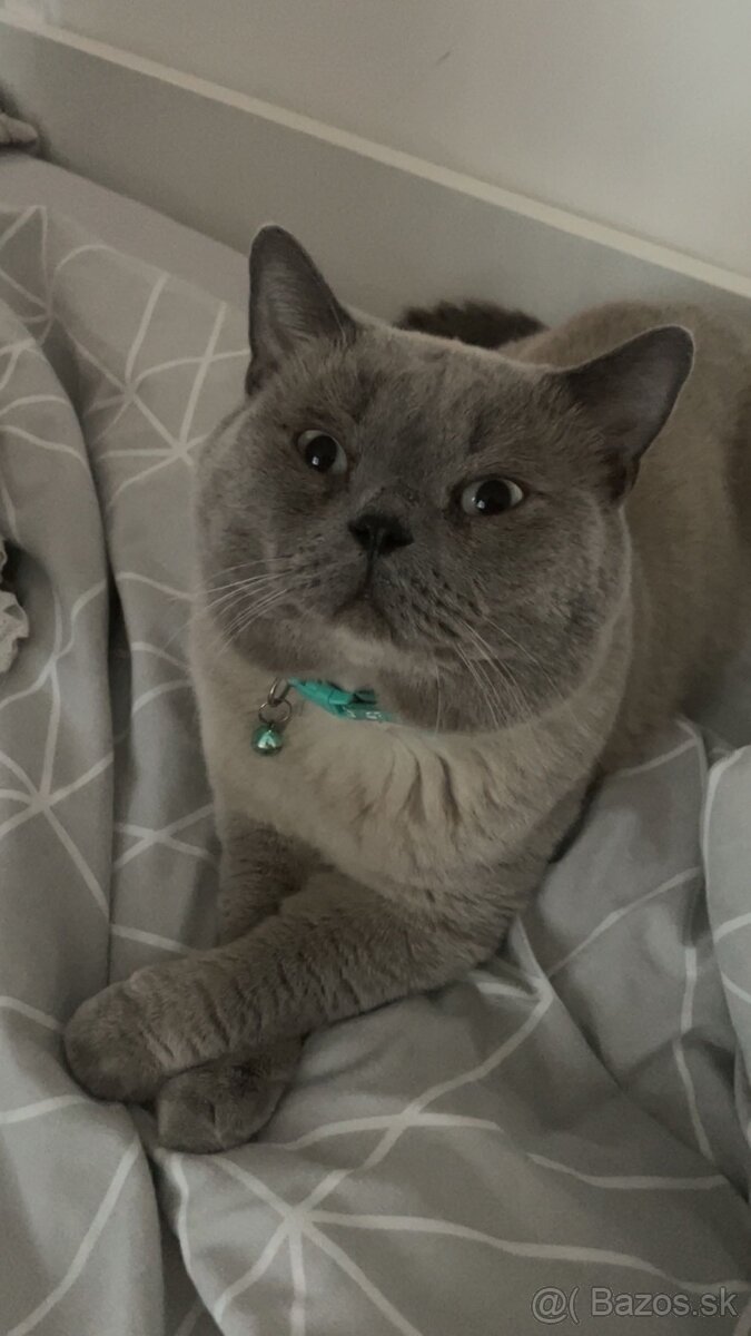 Krytie britský kocuri - 4