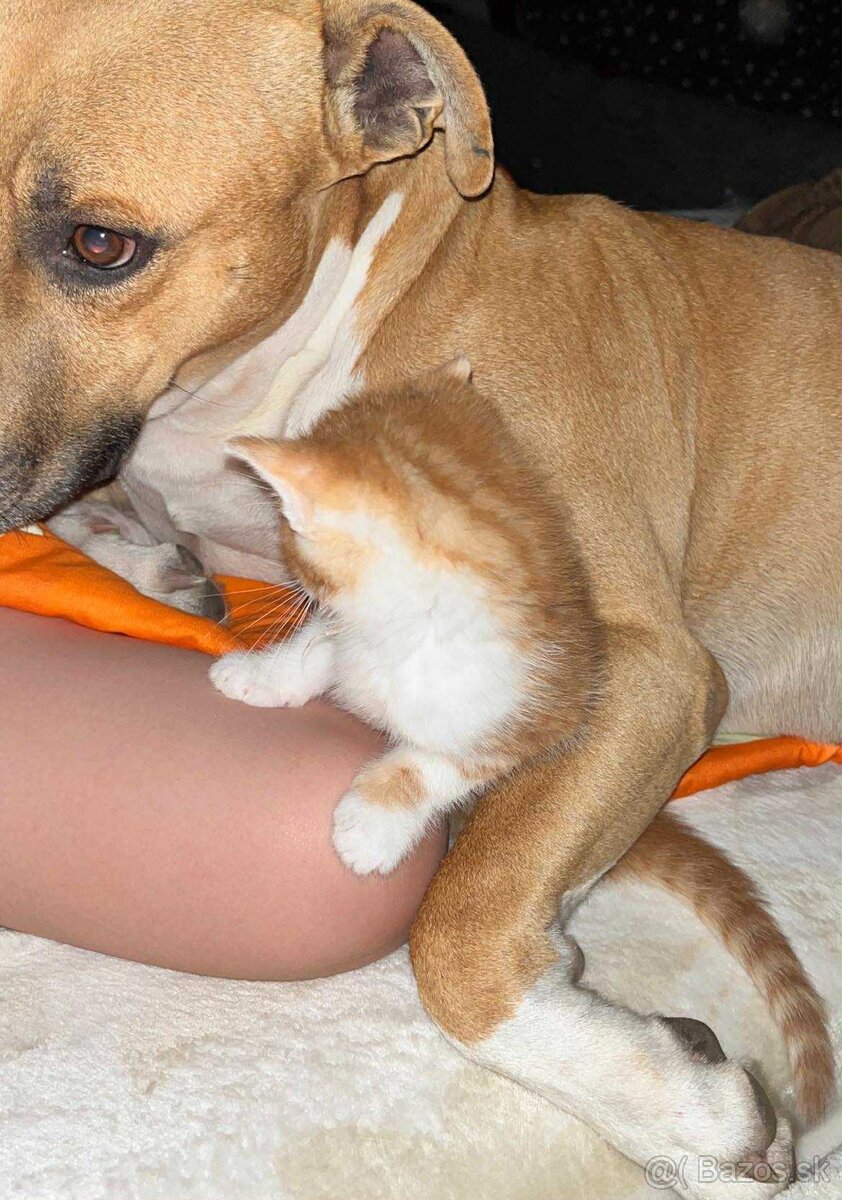 Darujeme staforda – LEN do dobrých rúk - 4