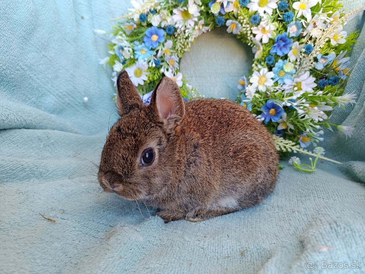 Zakrslý rex - kastorex LO samček - 4