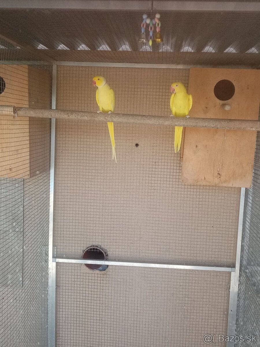 Alexander malý žltý,Samička posledný kus. - 4