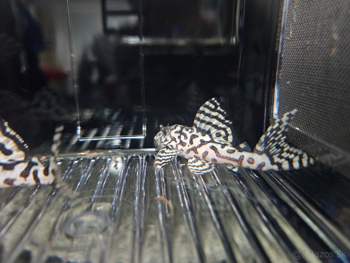 L 236 Super White - odchov - 4