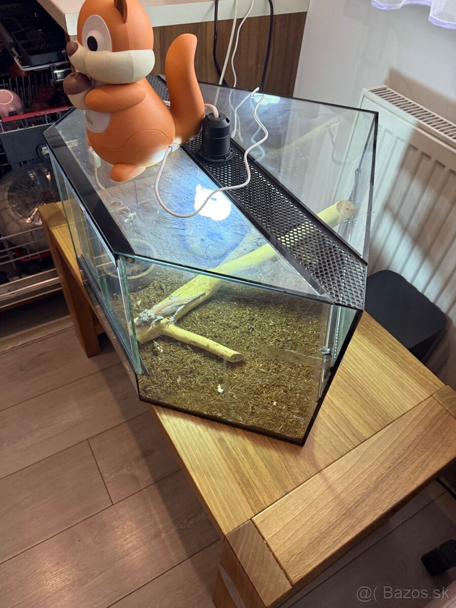 Gekón 2x + terarium - 4