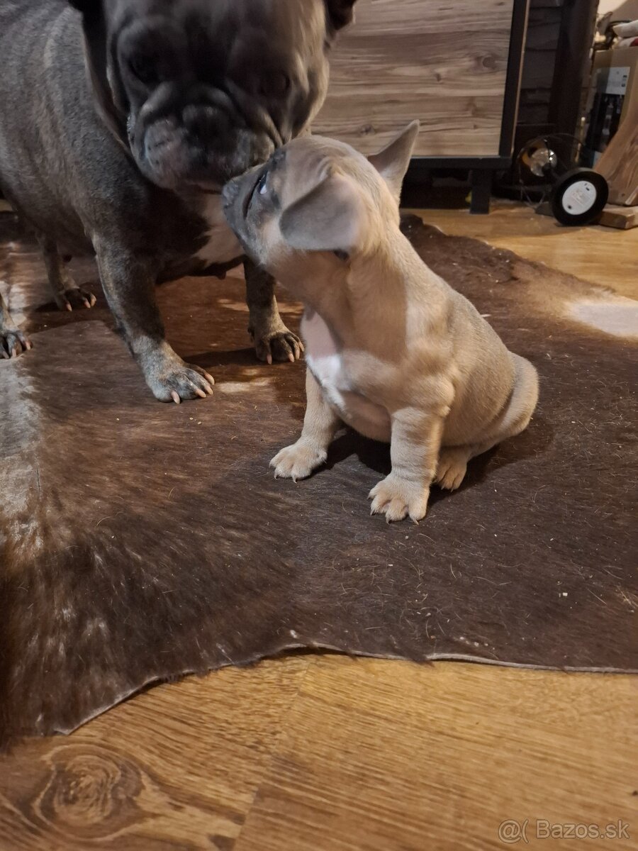 Francúzsky buldoček - 4
