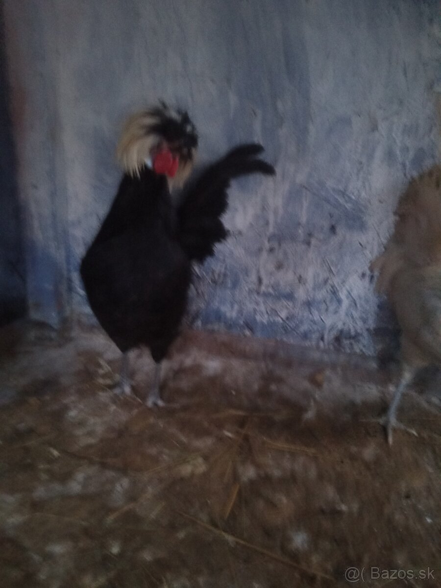 Kohút Holanďanka - 4