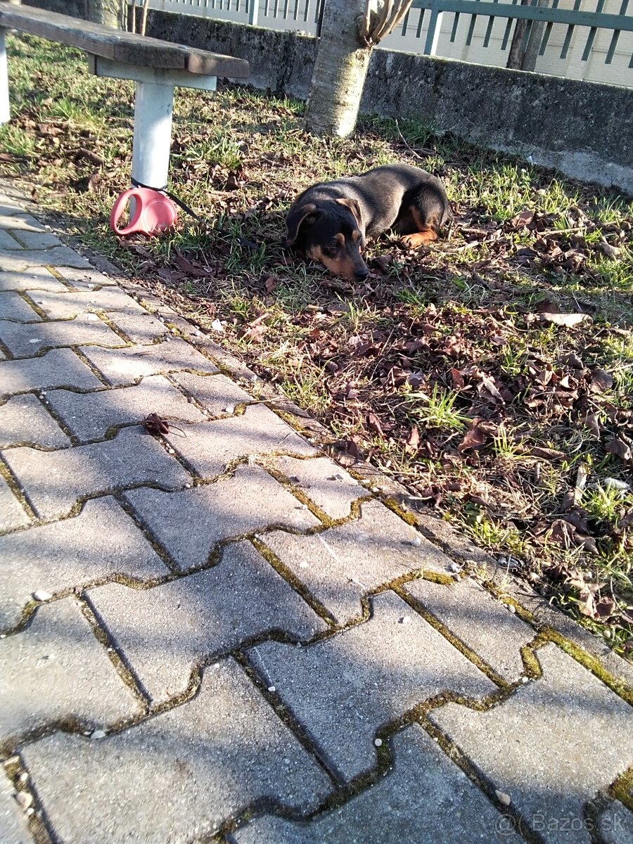 Darujem šteniatko psa - 4