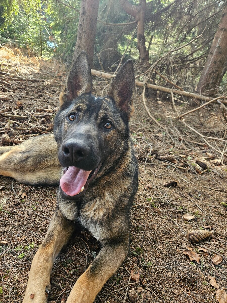 Nemecký ovčiak šteniatka - 4