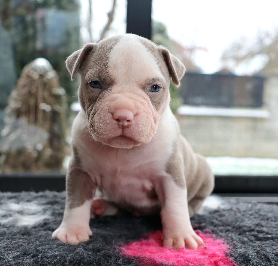American bully - 4