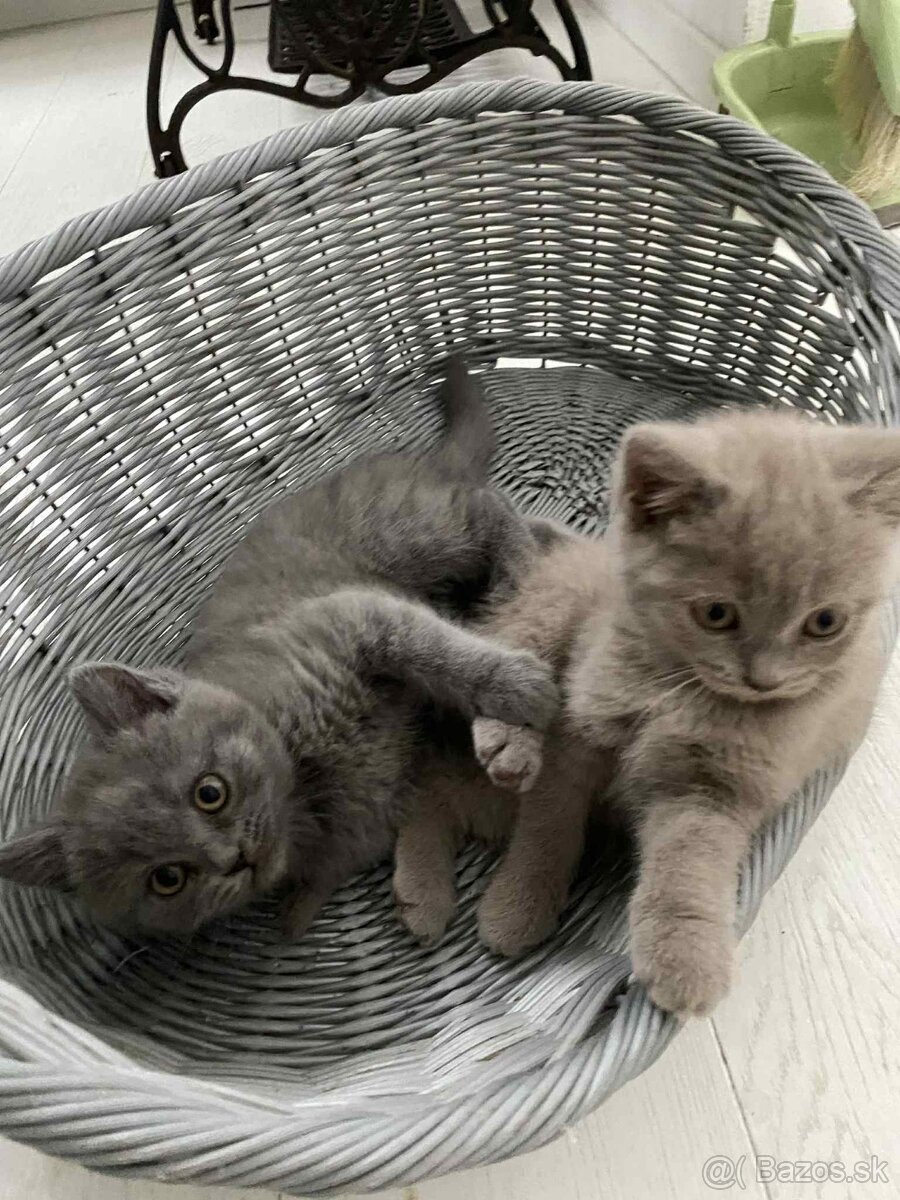 Britské modré mačiatka - 4