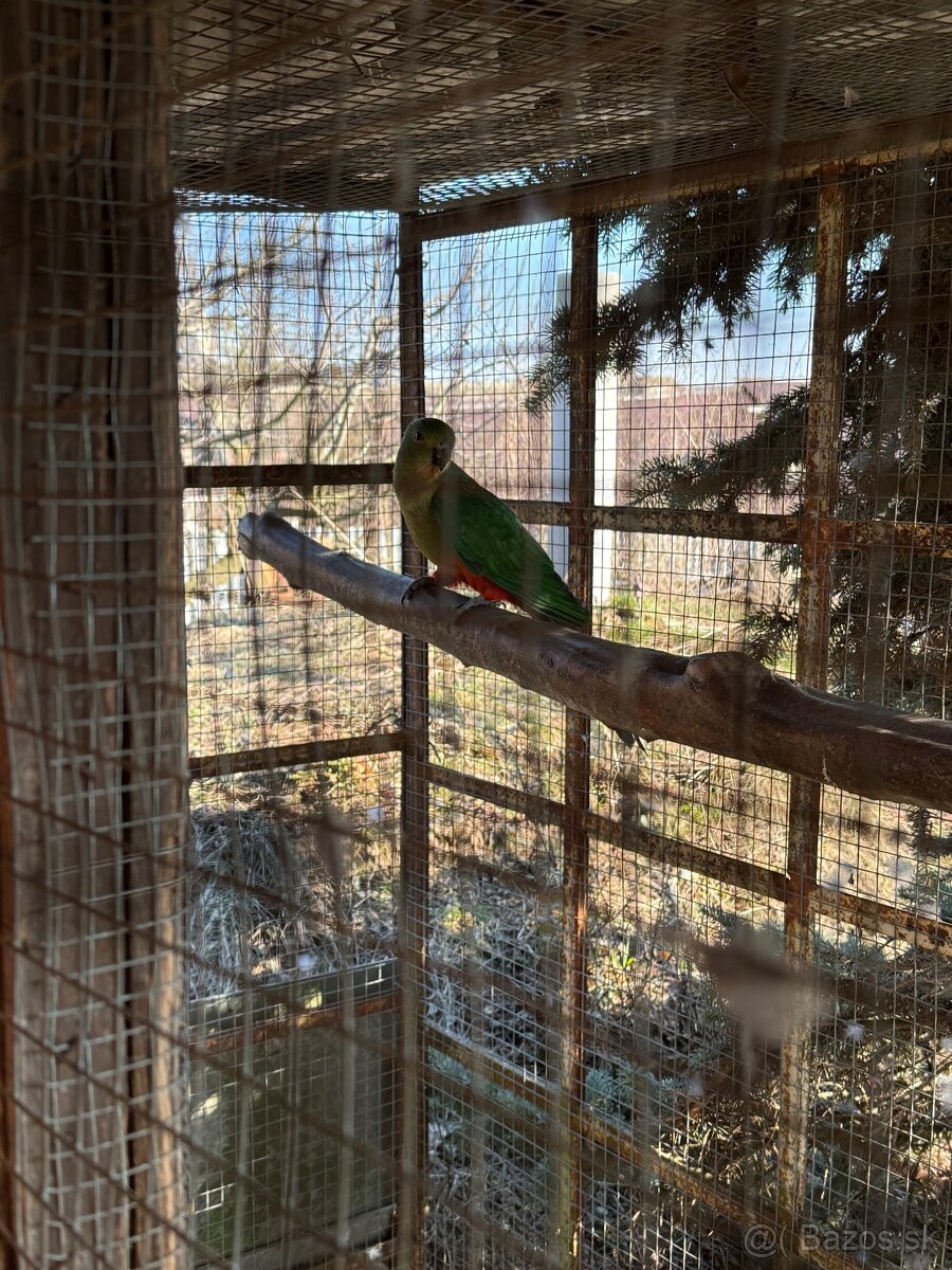 Penanty a papagáj kráľovský - 4