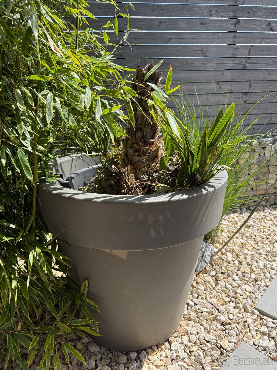 Masívny plastový kvetináč + palma - 4