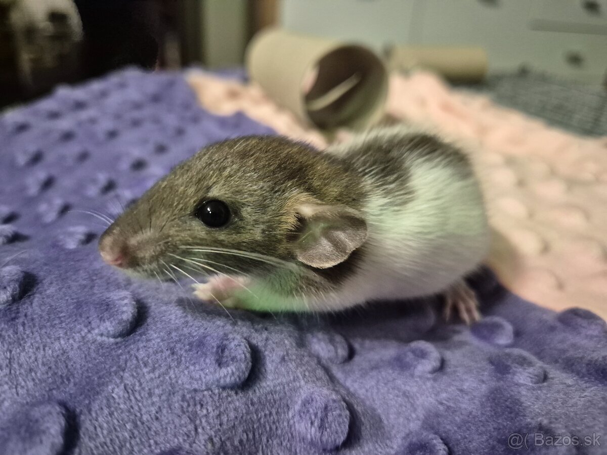 Potkan -potkaníky - 4