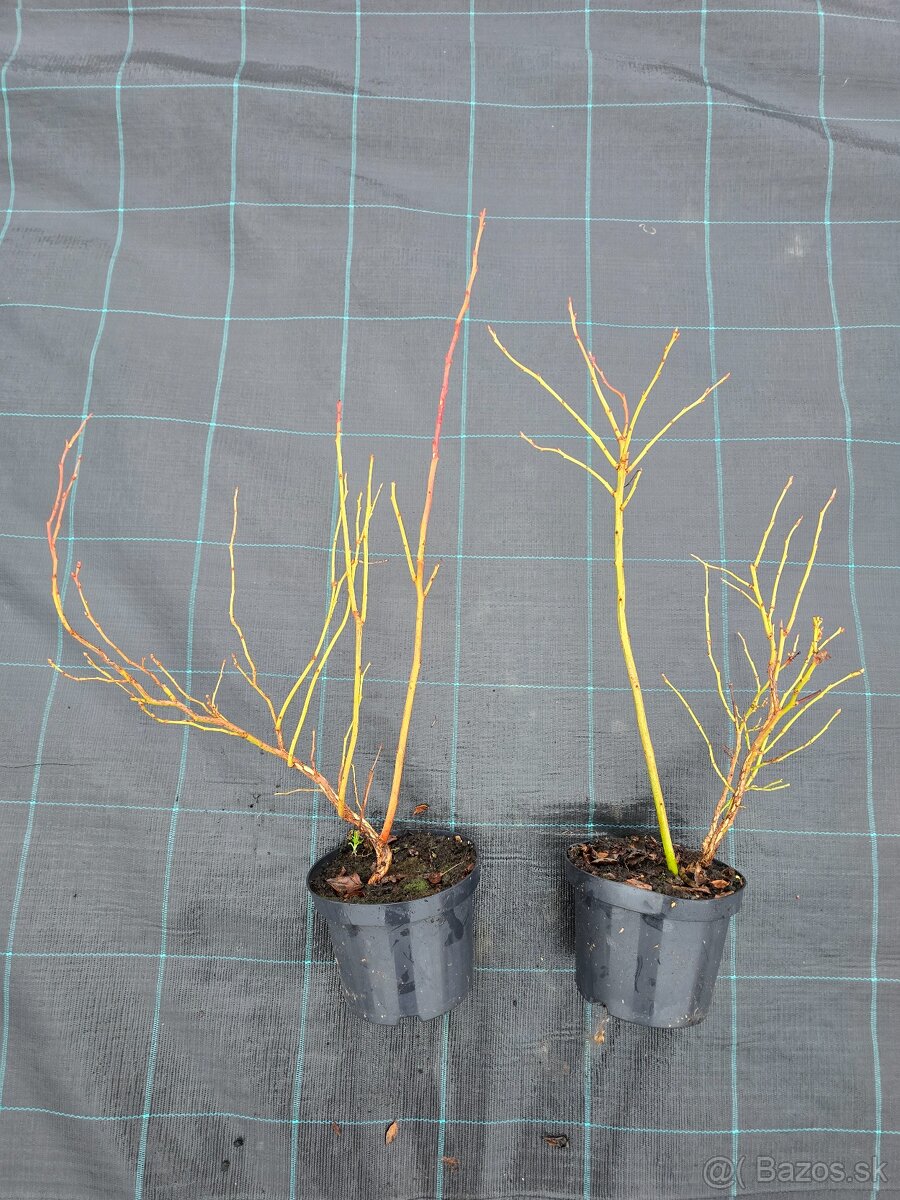 Čučoriedky sadenice - 4