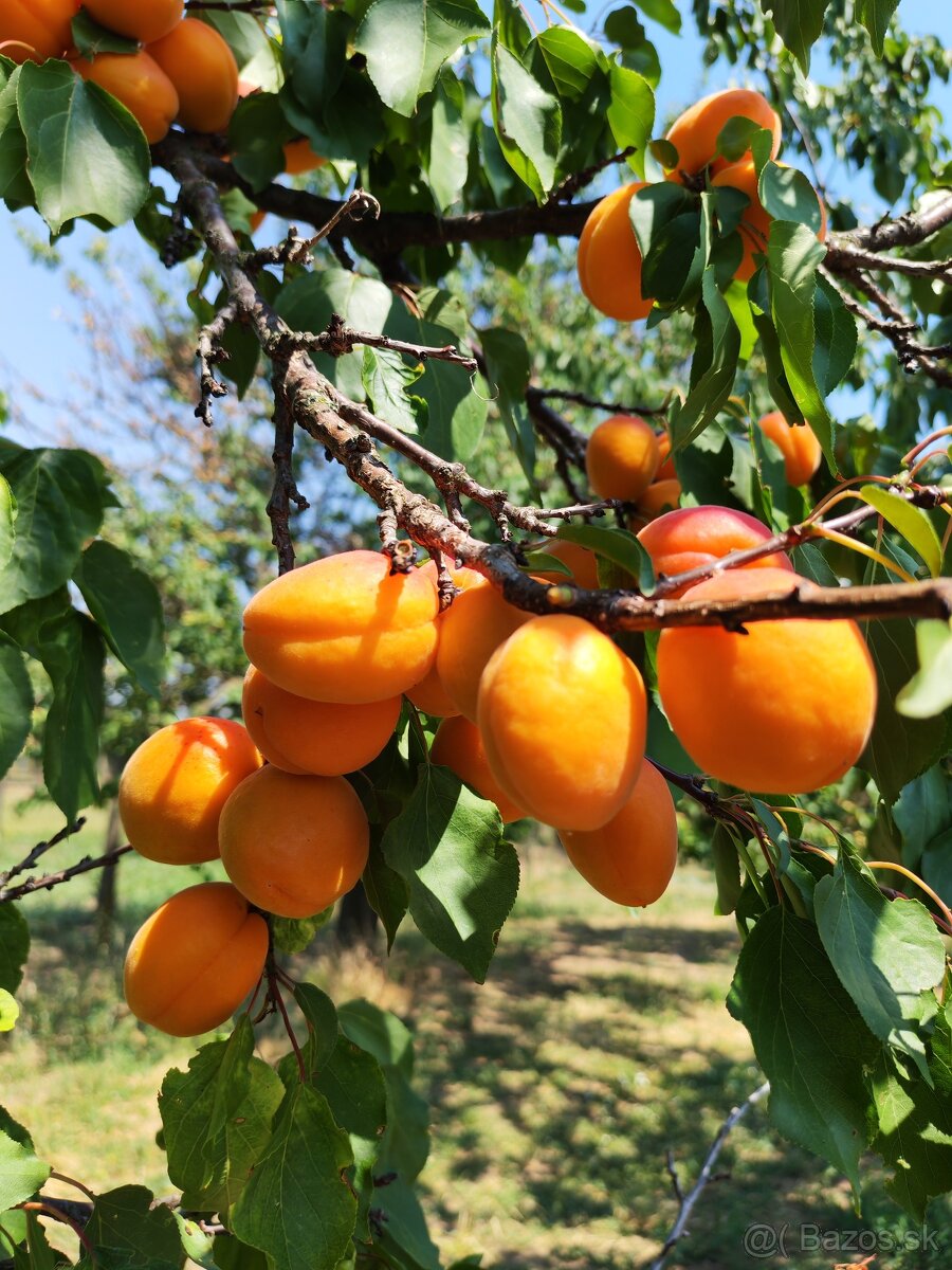 Predám pestované marhule. - 4