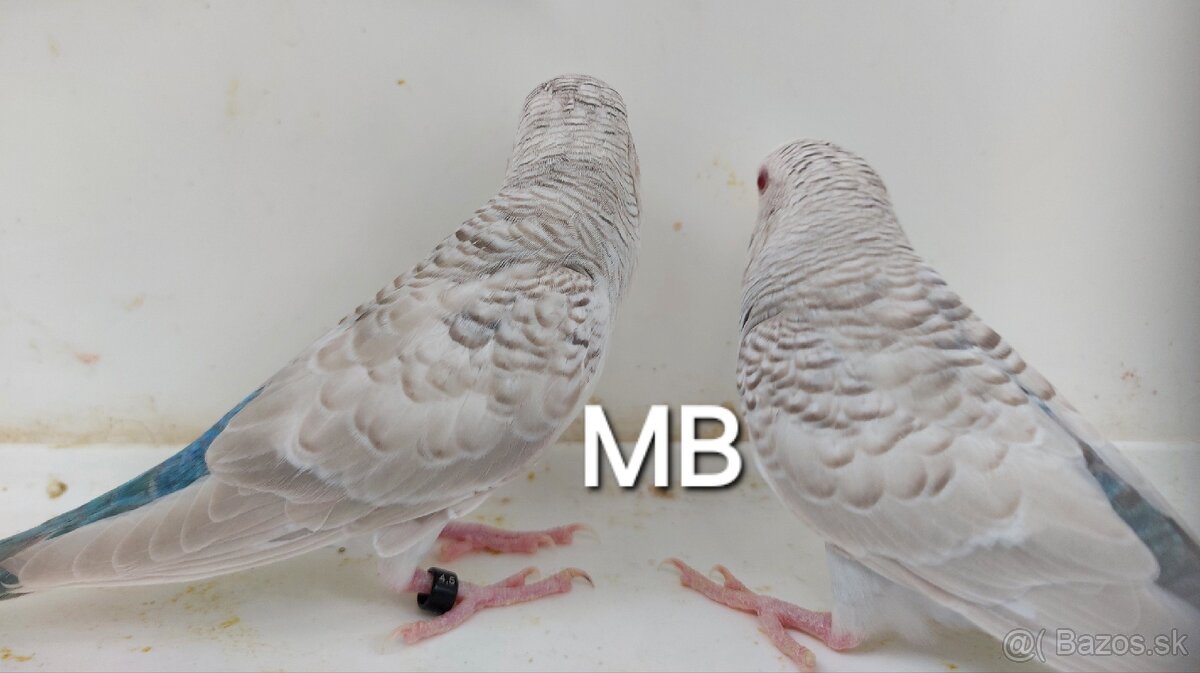 Fallow blackwings andulky - 4