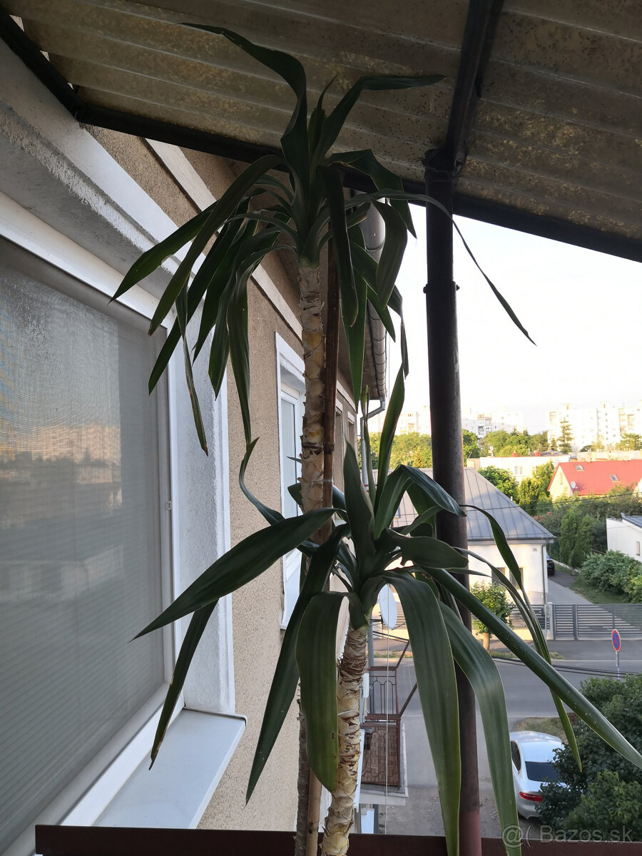 Izbová rastlina yucca 2,2m - 4