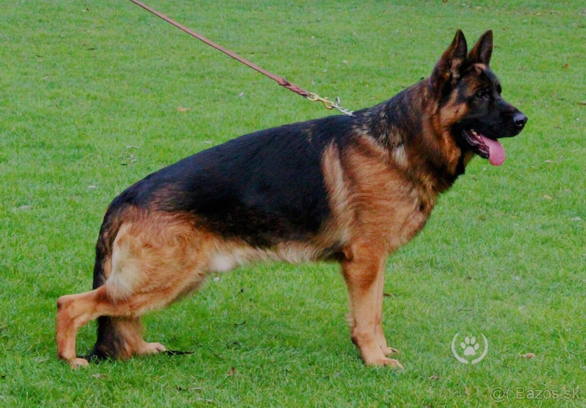 Nemecký ovčiak - 4