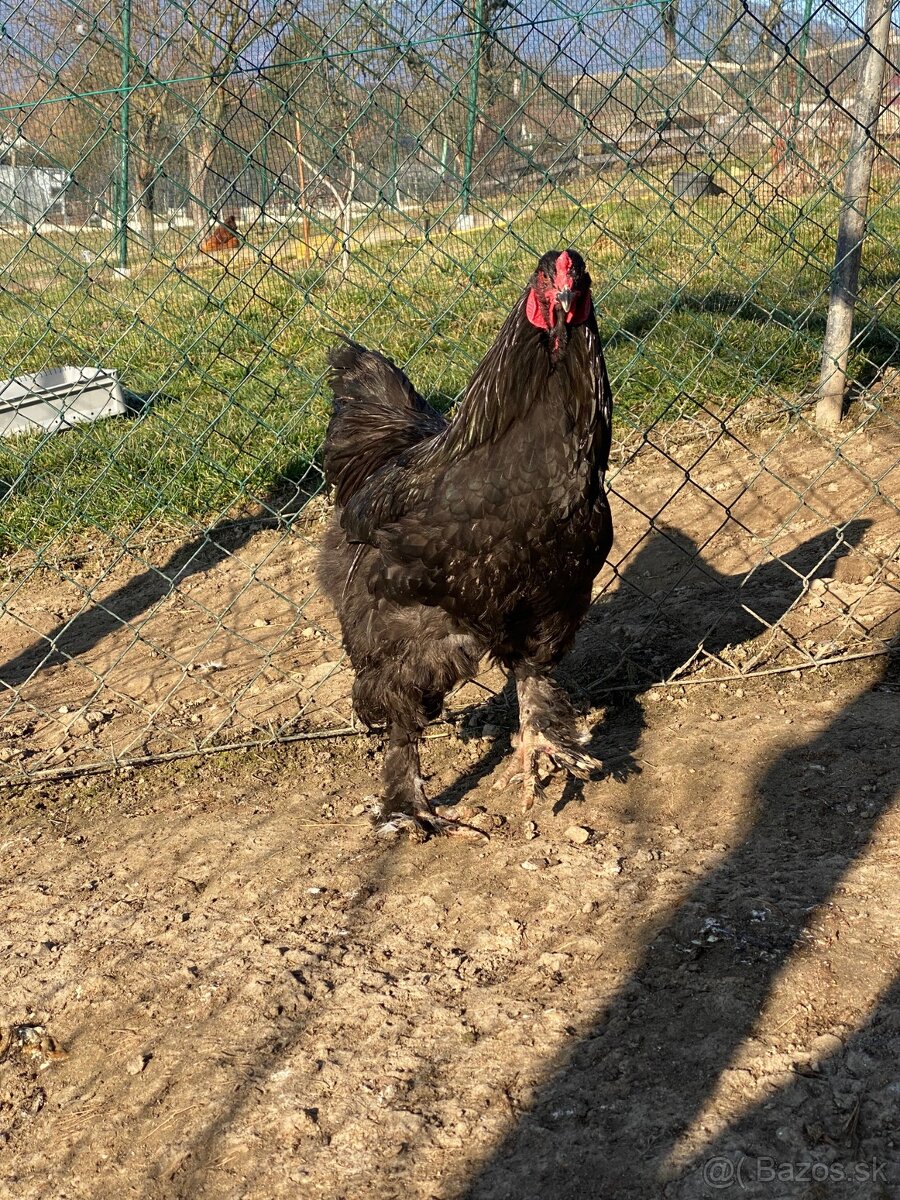 Predám kohútov Brahma veľká - 4