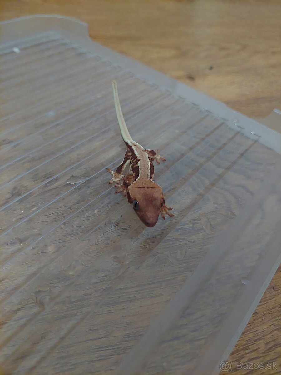 Pagekón riasnatý - 4