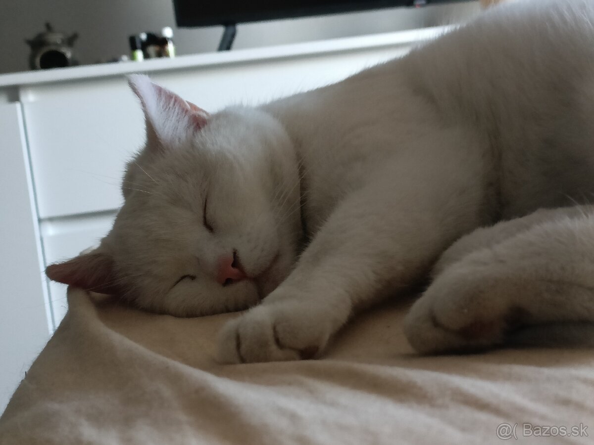 Stráženie psov a mačiek - 4