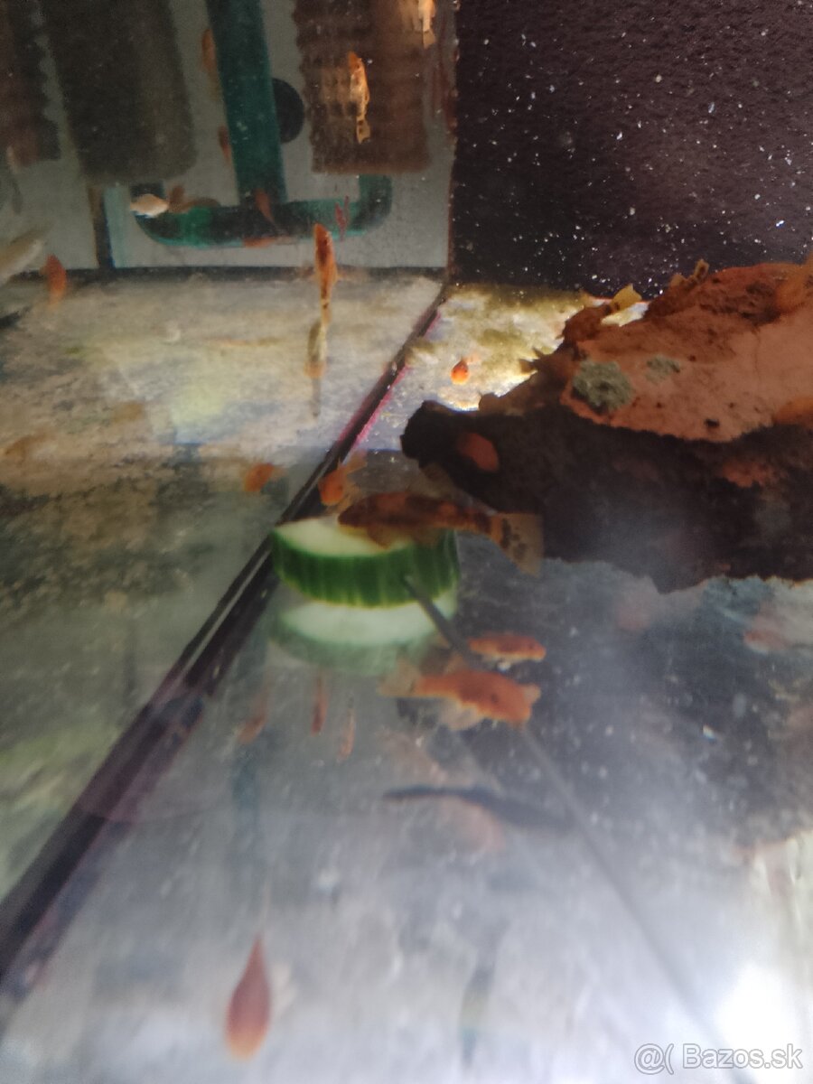 Ancistrus red, Brown LDA16. - 4