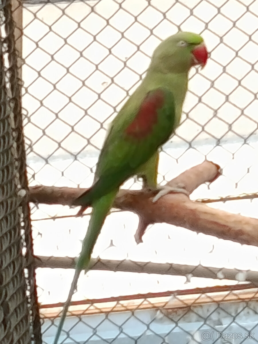 Predám 1:1 ALEXANDER VELKÝ MODRÝ 2024 - 4