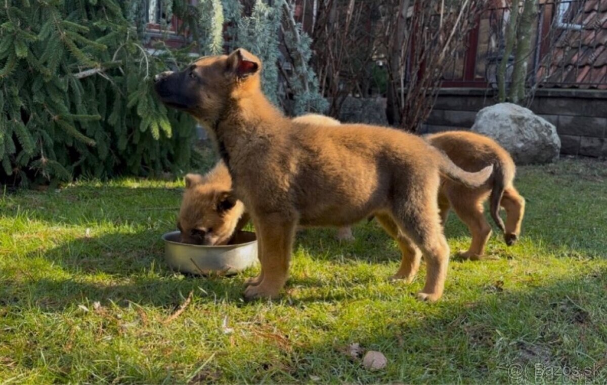 Belgický ovčiak- Malinois - 4