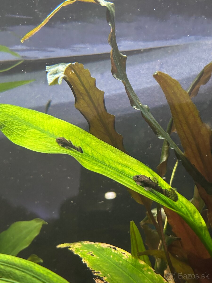 Predám Ancistrus sp. (Prísavník obyčajný) - 4