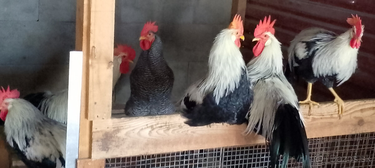 Kohúty amrox a vlaška striebrokrká - 4