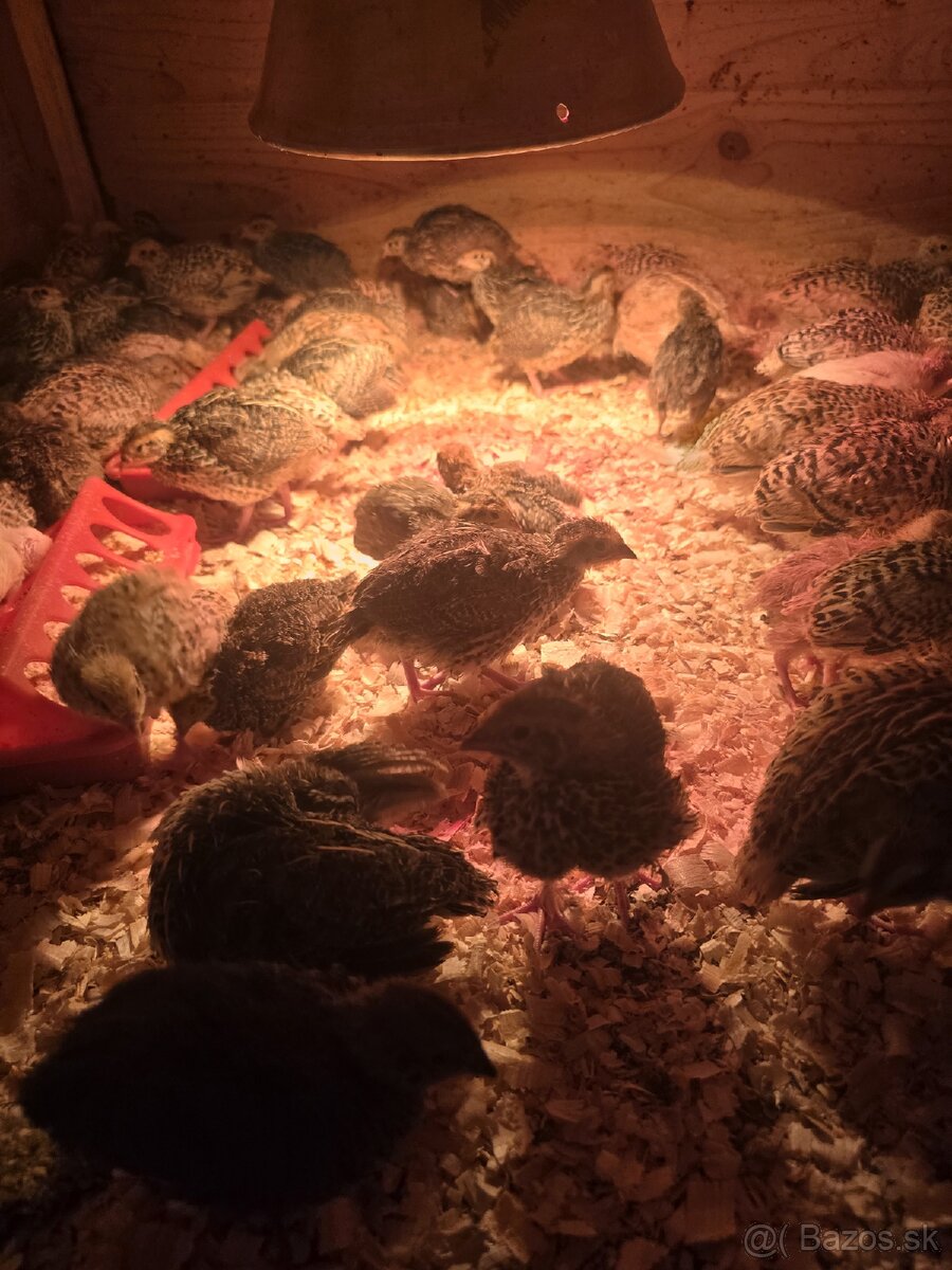 Japonské prepelice,prepeličky - 4