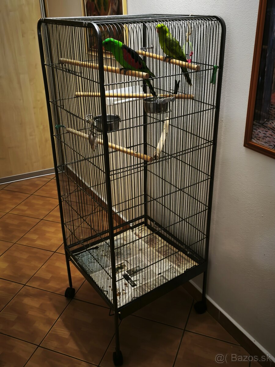 Papagáj červenokrídly - 4