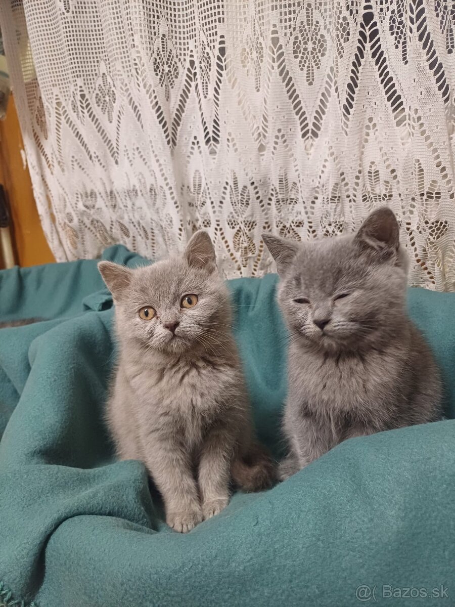 Britské mačiatka - 4