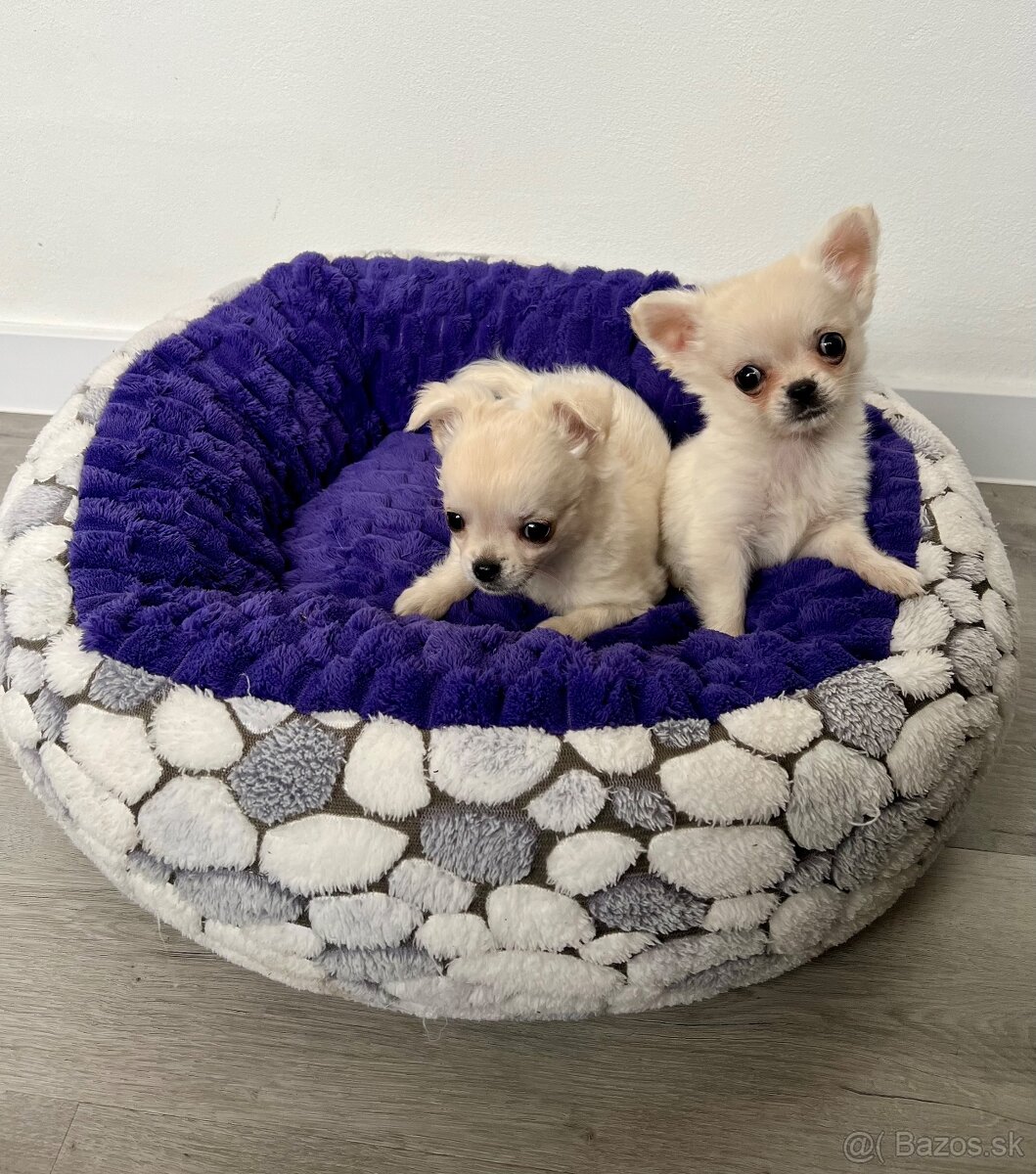 Šteniatka čivava chlapci - 4