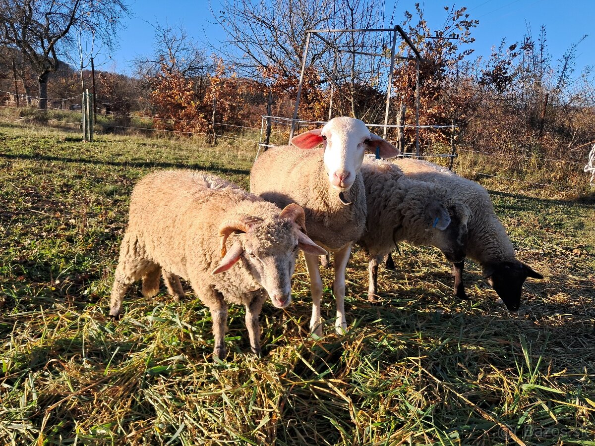 Lacno predám mladé jahňatá na zárez alebo do chovu - 4
