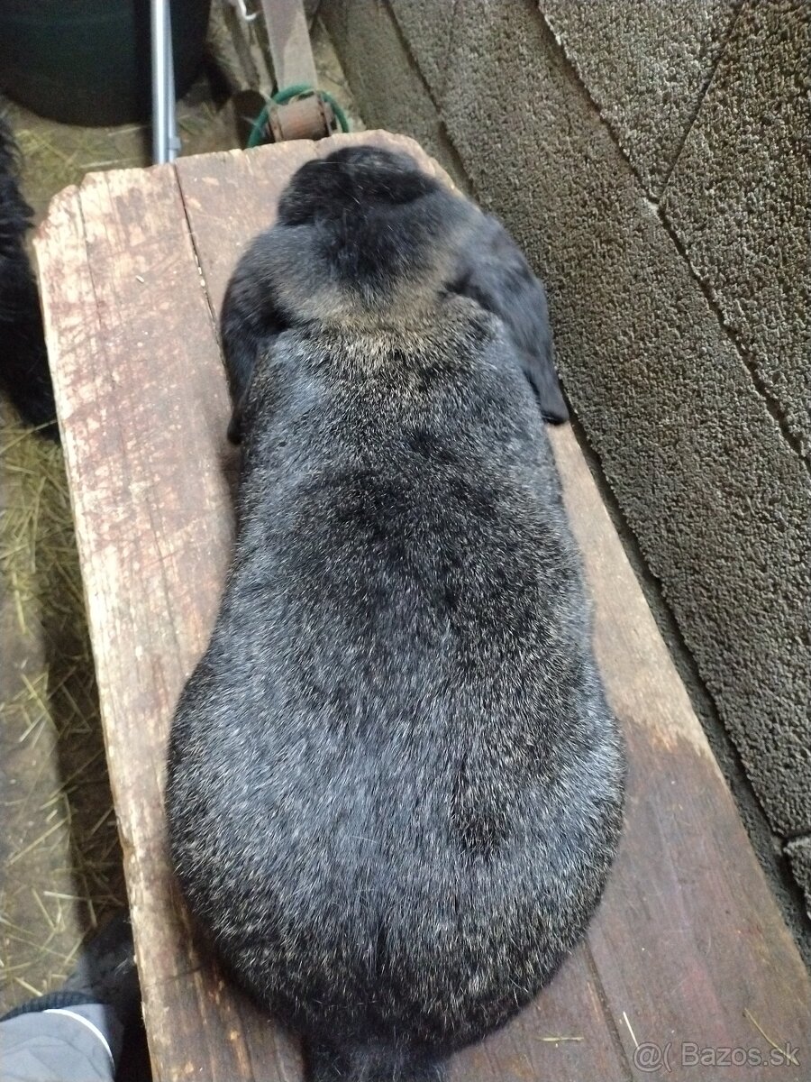 Francúzsky baran - 4