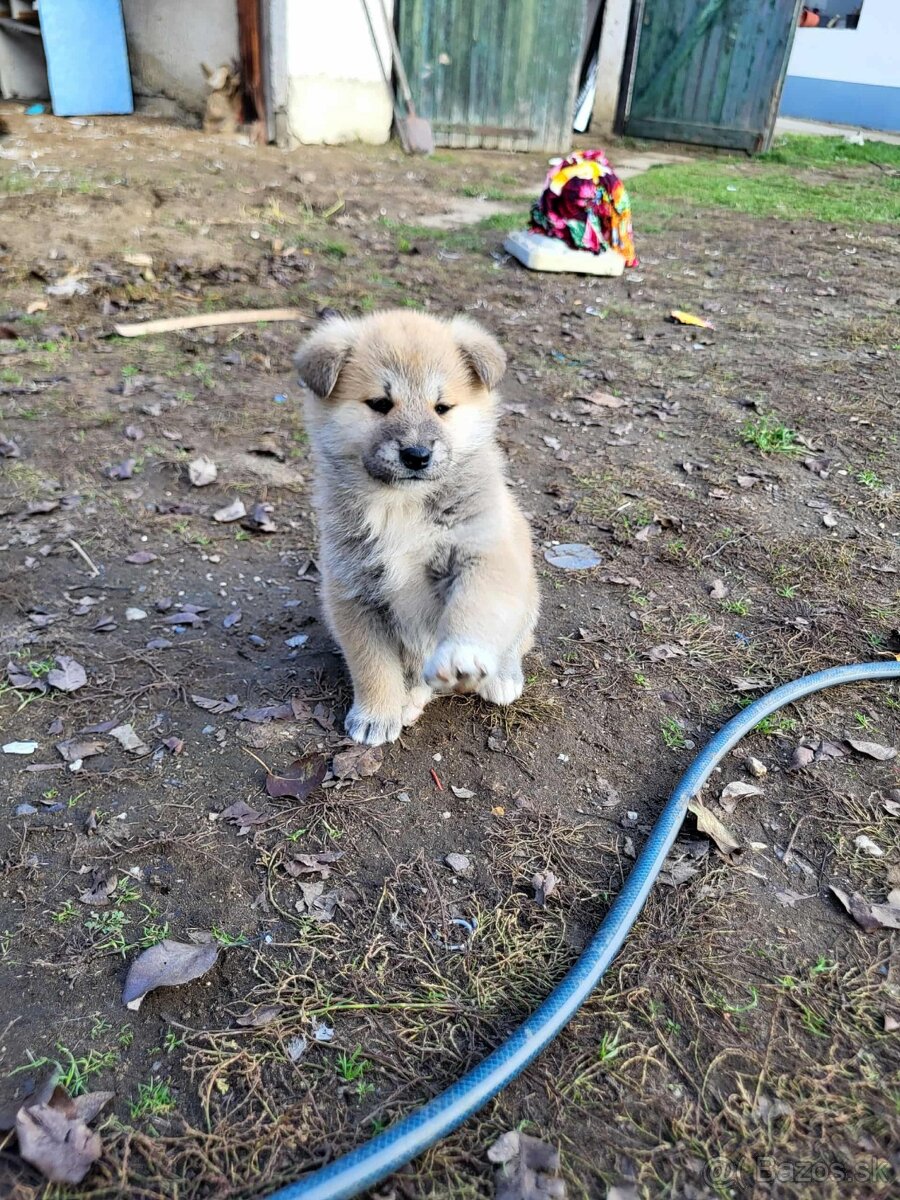 Akita inu steniatka - 4