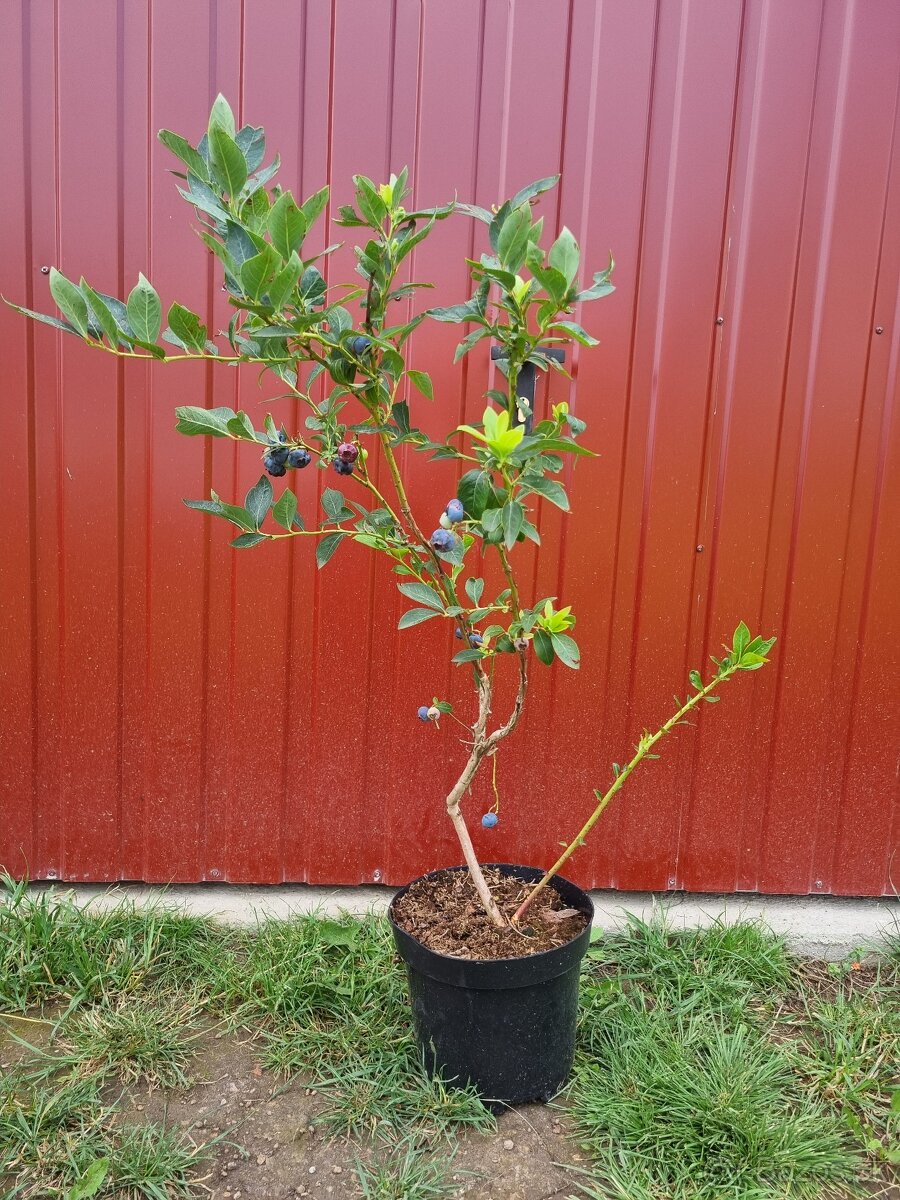 Čučoriedky kanadské sadenice - 4