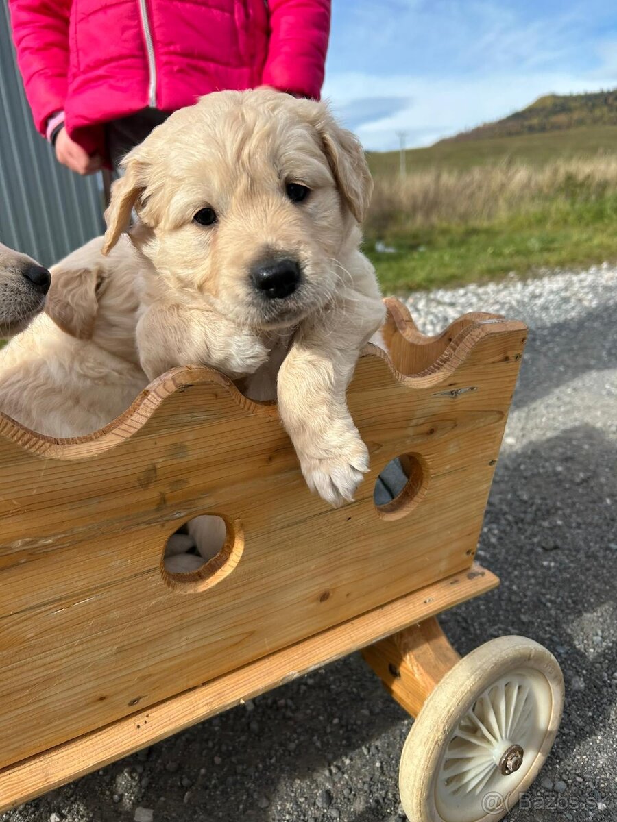 Zlatý retriever - 4