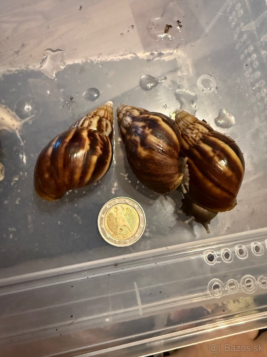 Slimák, Lissachatina Fulica - 4