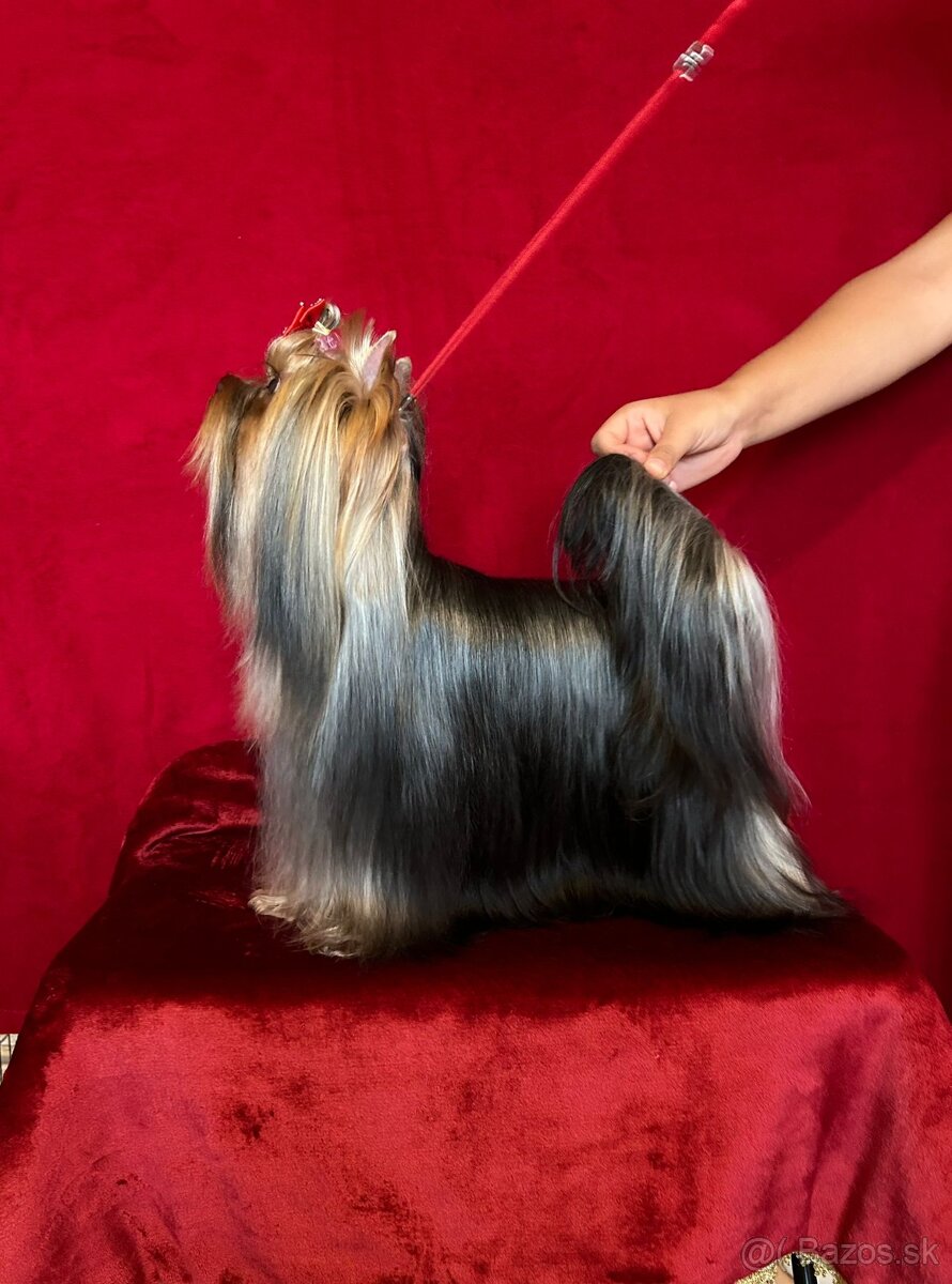 Yorkshire terier - 4