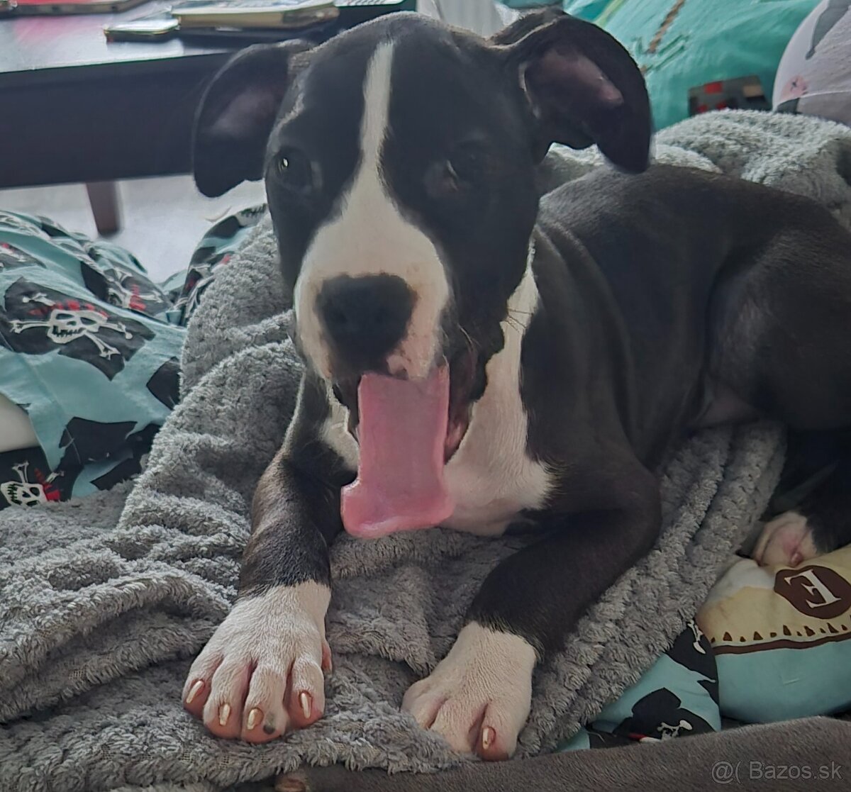 Americký Staford - 4