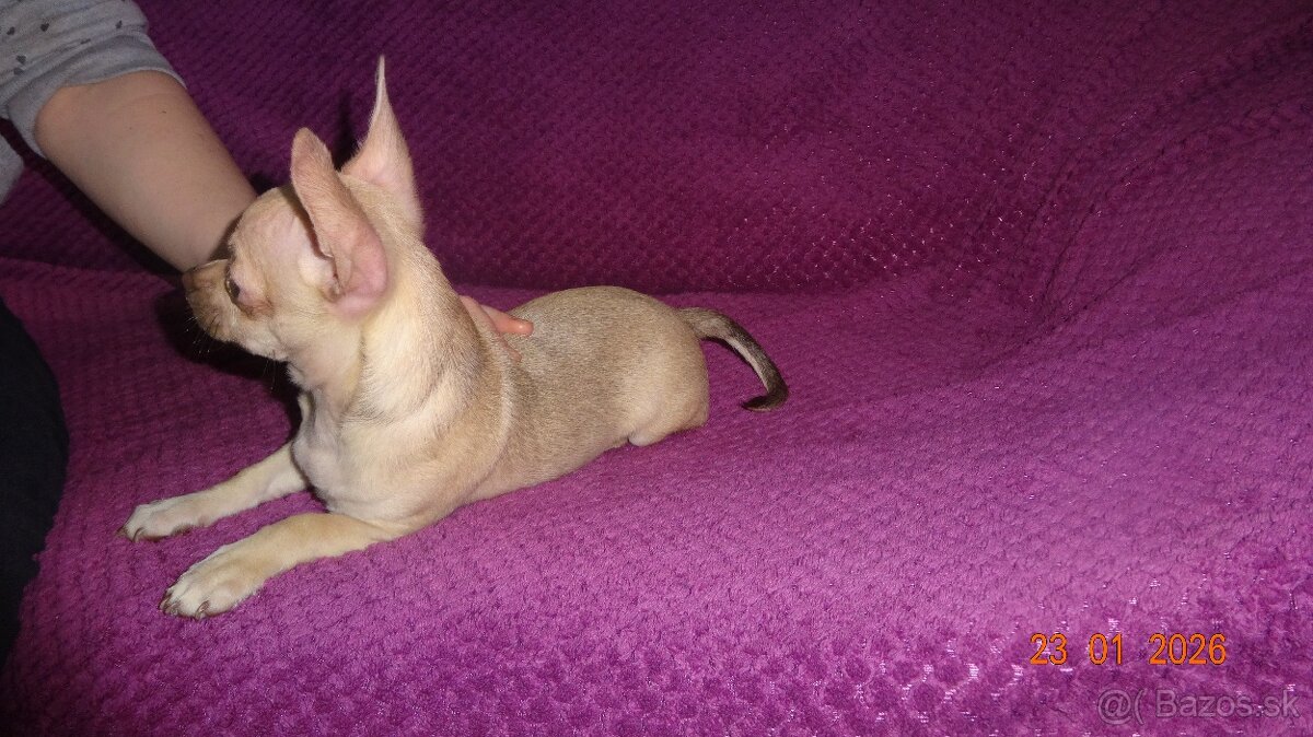 čivava krátkosrstá - 4