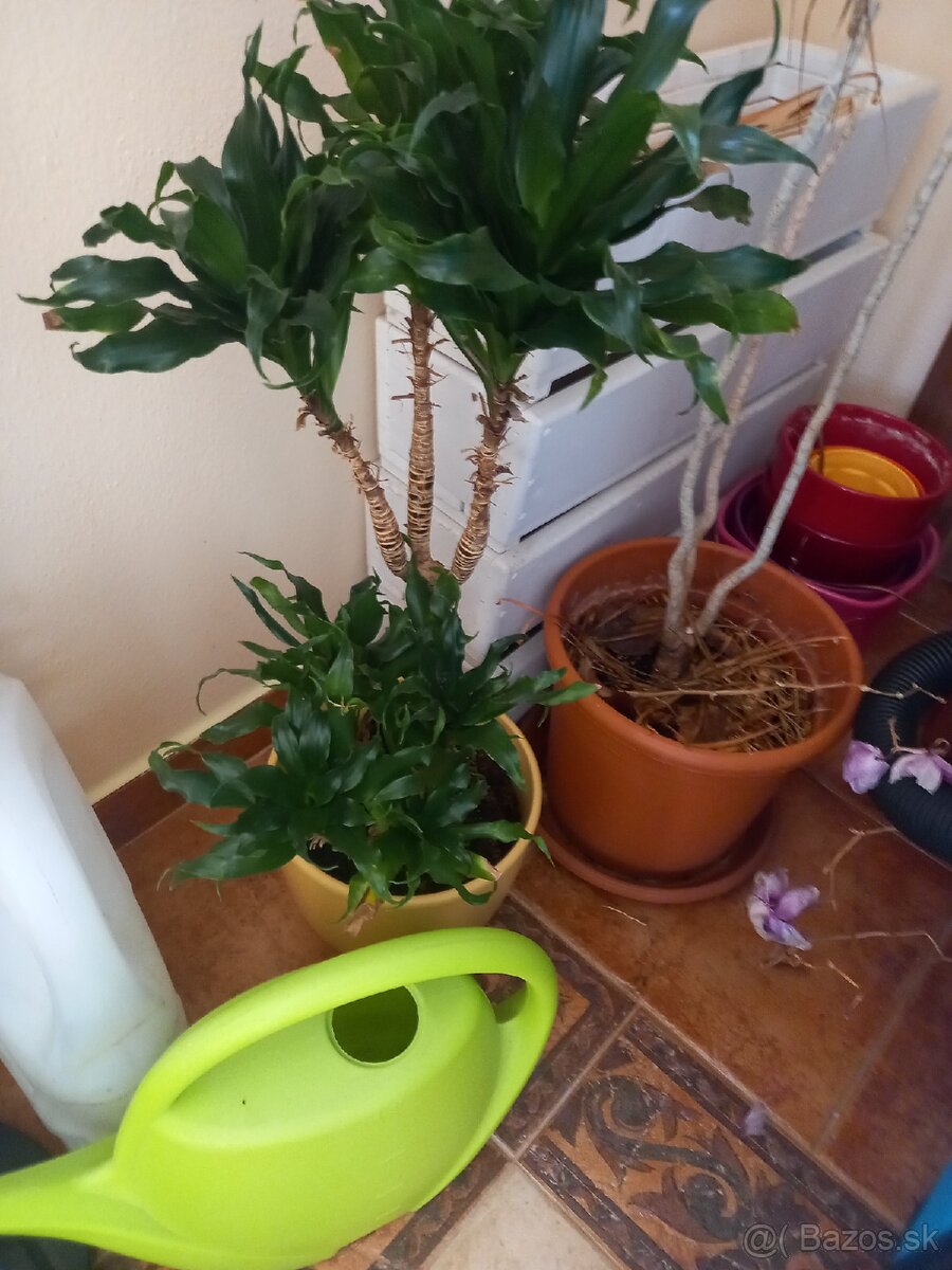 orchidea - 4