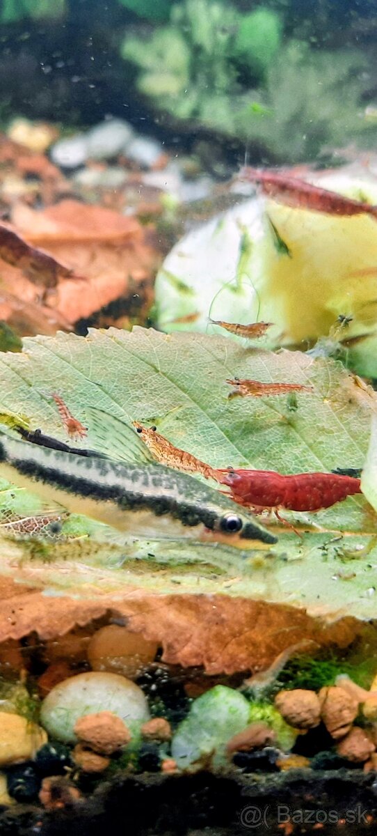 Krevetky cervene,zelené alebo mix.Kreveta - 4