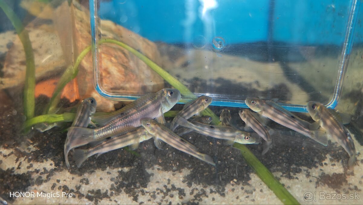 Africké riečne cichlidy - 4