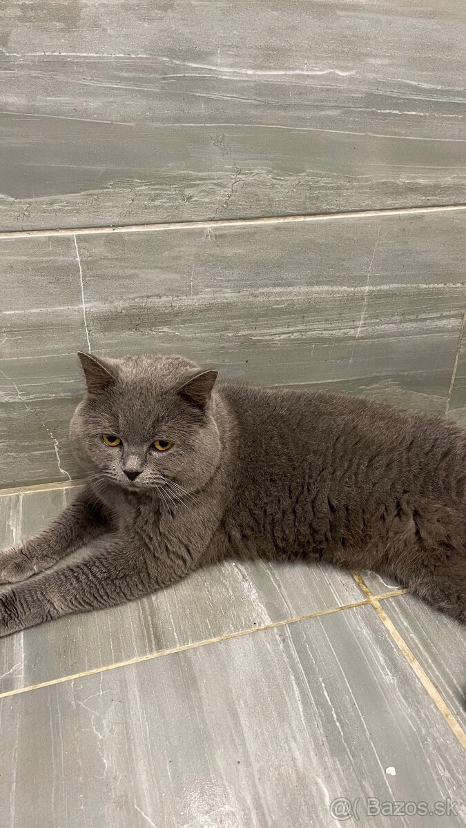 Krytie britský Modry a colorpoint Kocur krytie - 4