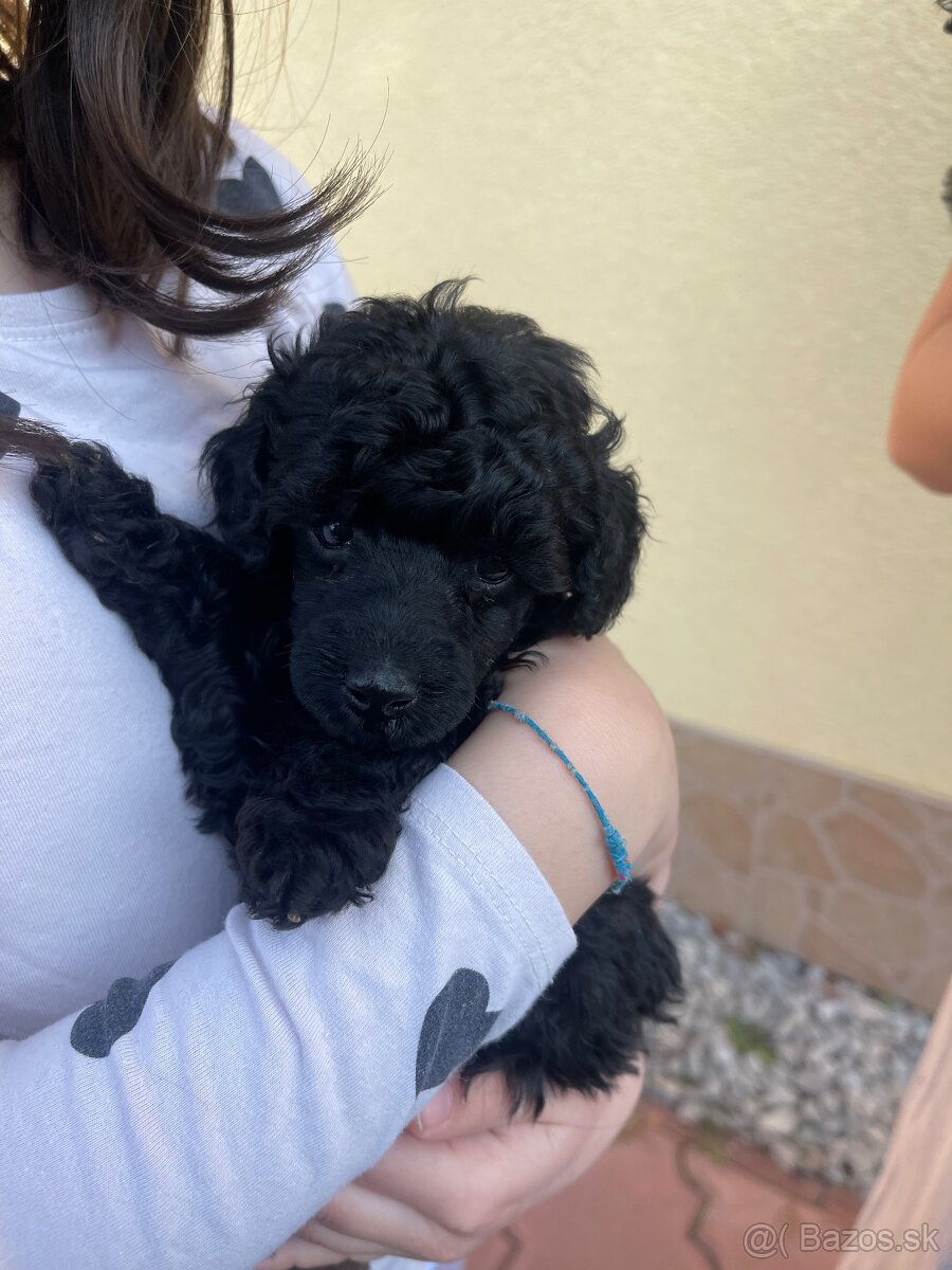 Pudel toy/trpaslici s pp - 4